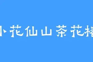 小花仙山茶花椿